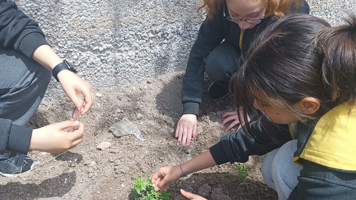 İngilizce Öğretmenlerimiz Aslı Yılmaz ve Kamuran İpkin öğrencileri ile ‘Soil to Plate’ adlı eTwinning projesi için okul bahçemize bitki ektiler. 